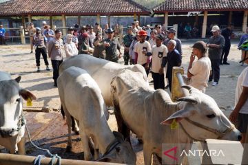 Pemkab Gunungkidul gelar kontes ternak Ongole lestarikan sapi lokal