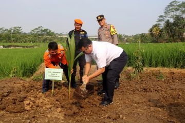 PT KAI salurkan bantuan 500 bibit kelapa genjah entog di Banyumas