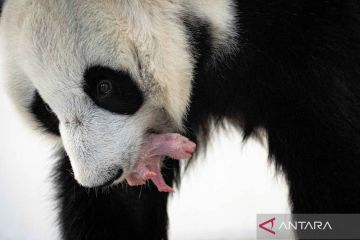 Pertama kalinya bayi panda lahir di Rusia