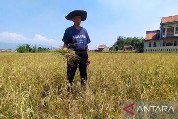 Kabupaten Bandung sebut suplai beras masih aman walau sedang kemarau