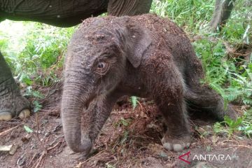 Seekor anak gajah sumatera lahir di Taman Nasional Tesso Nilo