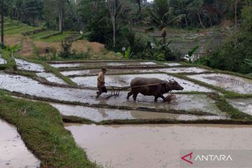 Petani Bali terapkan sistem gilir air saat musim kemarau