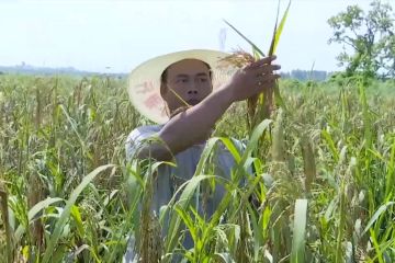 China, panen raya padi hibrida raksasa setinggi 2 meter