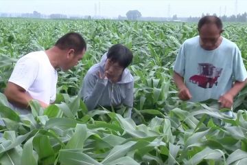 China terjunkan teknisi bantu petani kurangi dampak cuaca ekstrem