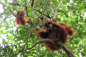 Jelang HUT RI, Yayasan BOS rilis kampanye "Merdeka Bagi Orangutan"