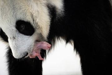 Kebun Binatang Moskow sambut kelahiran bayi Panda