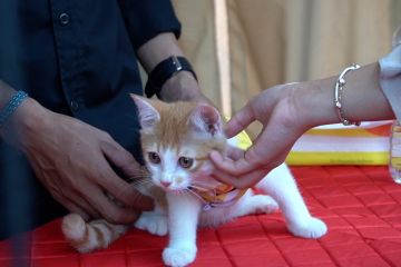 Para siswa di Makassar belajar pentingnya hak asasi hewan sejak dini