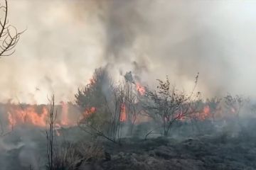 Polda Kalteng amankan 12 tersangka pembakar lahan di 6 kabupaten