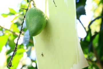 Petani buah Lombok Utara ciptakan lem anti hama lalat
