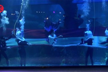 Atraksi lomba tarik tambang di aquarium meriahkan HUT RI