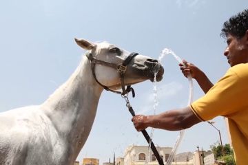 Gelombang panas melanda Yaman, kuda Arab yang langka terancam