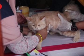 Cegah rabies, Dinas Peternakan Aceh vaksinasi gratis hewan peliharaan