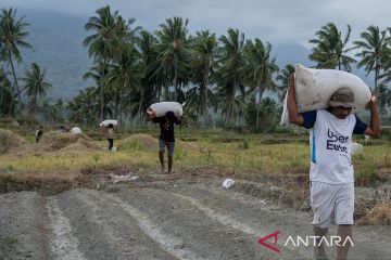 Harga gabah kering panen naik