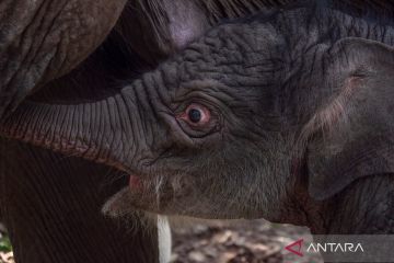 Kelahiran anak gajah sumatra di TN Tesso Nilo