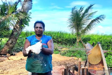 Melihat sagu bekerja menghidupi masyarakat Kampung Yoboi, Papua