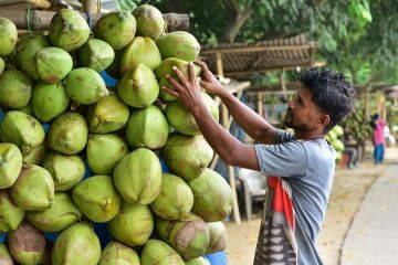 Album Asia: Negara Bagian Assam di India rayakan Hari Kelapa Sedunia