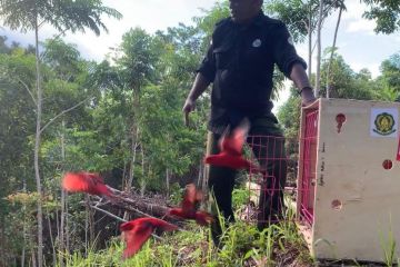 30 satwa dilindungi dilepas di Suaka Alam Gunung Sahuwai