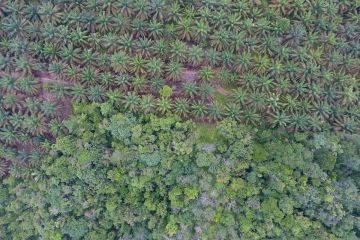 Jambi remajakan 153.401 hektare kebun sawit