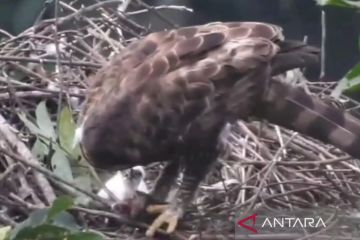 Kepala TNGGP perkirakan anak Elang Jawa terus  bertambah