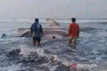 Warga pesisir selatan Cianjur temukan hiu paus tutul terdampar