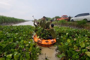 1,5 km kangkung liar dan eceng gondok dibersihkan petugas di Aceh