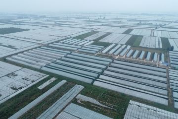 Wilayah Dali, China, nikmati kesuksesan dari budi daya winter jujube