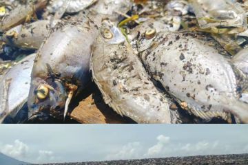 DLHK Ternate telusuri penyebab kematian ikan di pantai Sasa