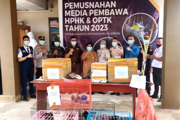 Karantina Pertanian Sorong musnahkan 51 kg daging babi positif ASF