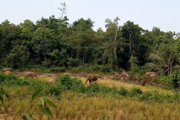 Khawatir dirusak gajah liar, petani di Aceh percepat panen padi