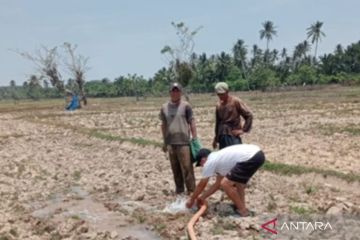 Petani Mukomuko gunakan pompa secara mandiri atasi kekeringan