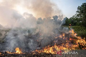 Luasan lahan yang terbakar di Sumatera Selatan capai 4.082 hektare