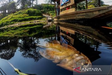 Sungai Cileungsi menghitam tercemar limbah industri