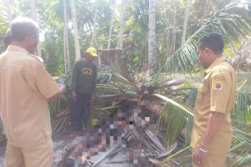 Seorang pelajar di Kabupaten Kupang meninggal tertimpa pohon tumbang