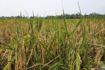 Lahan pertanian terdampak kekeringan di Tangerang bertambah