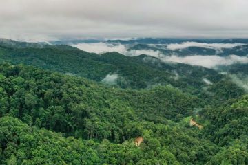 Hutan teh kuno di Pu'er China masuk dalam Daftar Warisan Dunia UNESCO