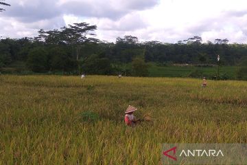 Stok beras di Banyumas cukupi kebutuhan hingga lima bulan