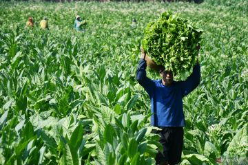 Aspek pemuliaan jadi kunci meningkatkan produksi tembakau