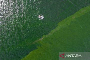 Plankton serbu pantai Thailand