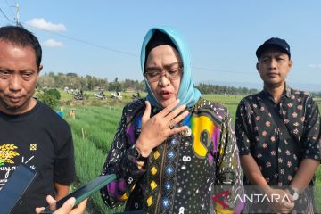 Pemkab Kulon Progo kaji diversifikasi pertanian jaga harga komoditas