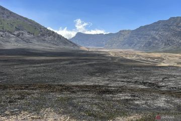 Pemulihan ekosistem Bromo akibat kebakaran butuh waktu hingga 5 tahun
