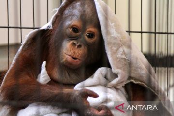 Pengembalian bayi Orangutan Kalimantan