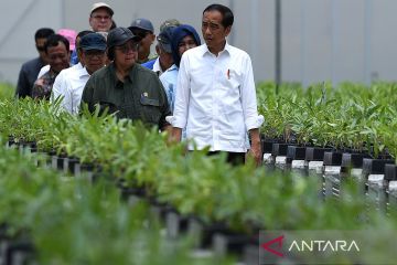 Jokowi: Persemaian Mentawir sudah siap hijaukan IKN