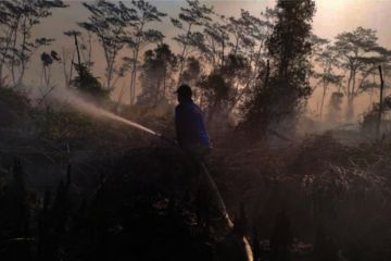 Hutan konservasi terbakar, BPBD Tapin-Kalsel: Tak ada bekantan mati