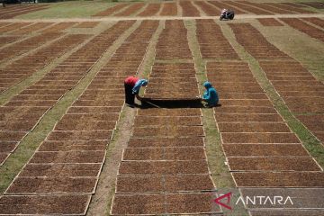 Alokasi dana bagi hasil cukai tembakau