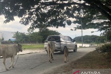 Warga keluhkan sapi yang suka berkeliaran di jalan-jalan
