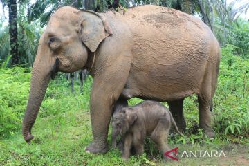 Anak gajah betina lahir dengan selamat di Aceh