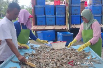 Udang vaname asal Aceh Barat Daya mulai jajaki pasar global