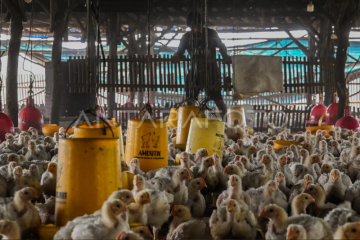 Harga ayam peternak turun