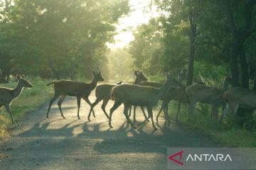 Taman Nasional Baluran menerjunkan 67 personel atasi kebakaran hutan