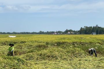 Pidie targetkan produksi 170 ribu ton padi di musim tanam rendengan